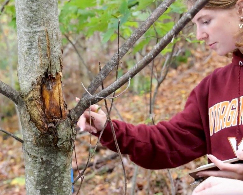 Students studied American chestnut trees in a chestnut orchard near Johns Creek Students studied American chestnut trees in a chestnut orchard near Johns Creek